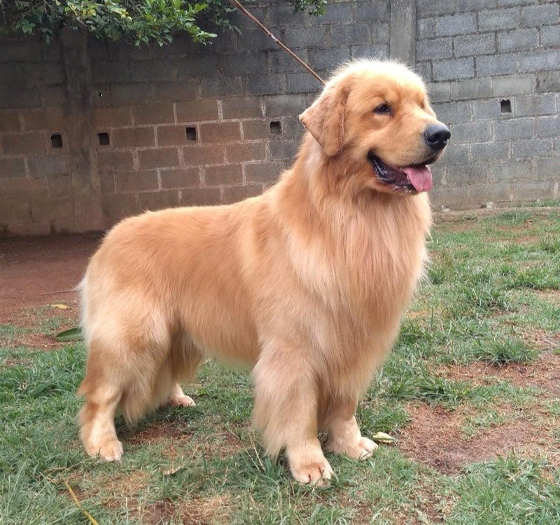 BENTO - Golden Retriever de elite no Canil Effect Golden
