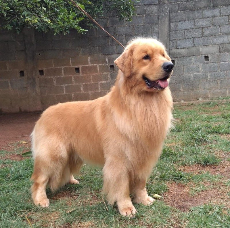 BENTO - Golden Retriever de elite no Canil Effect Golden