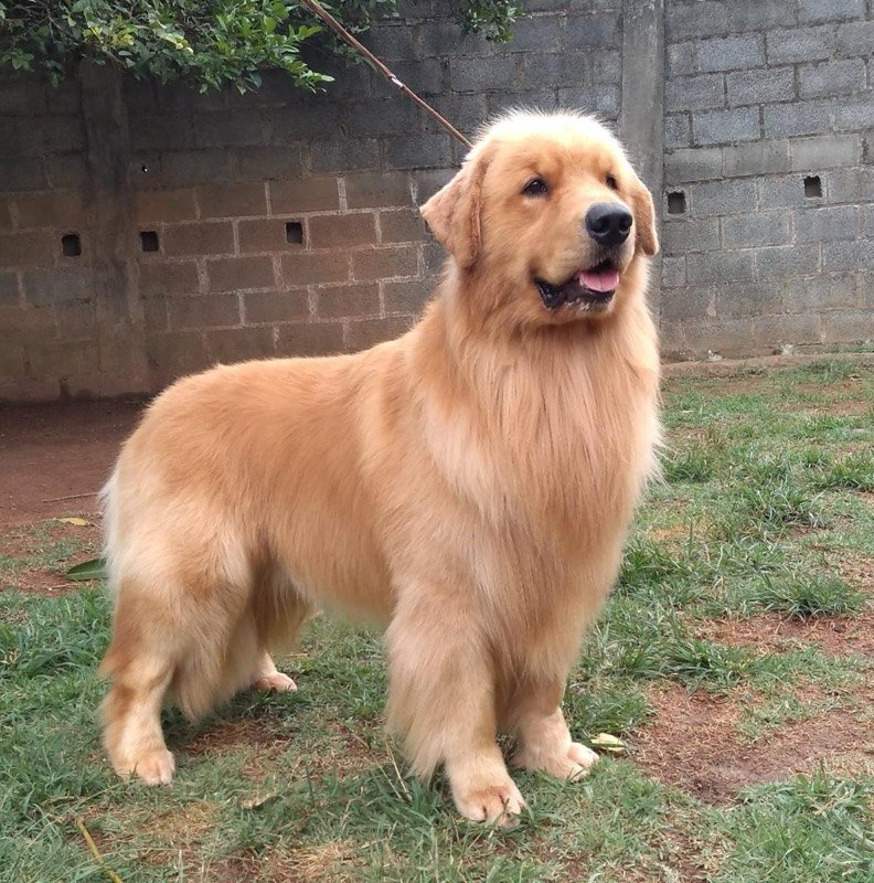 BENTO - Golden Retriever de elite no Canil Effect Golden