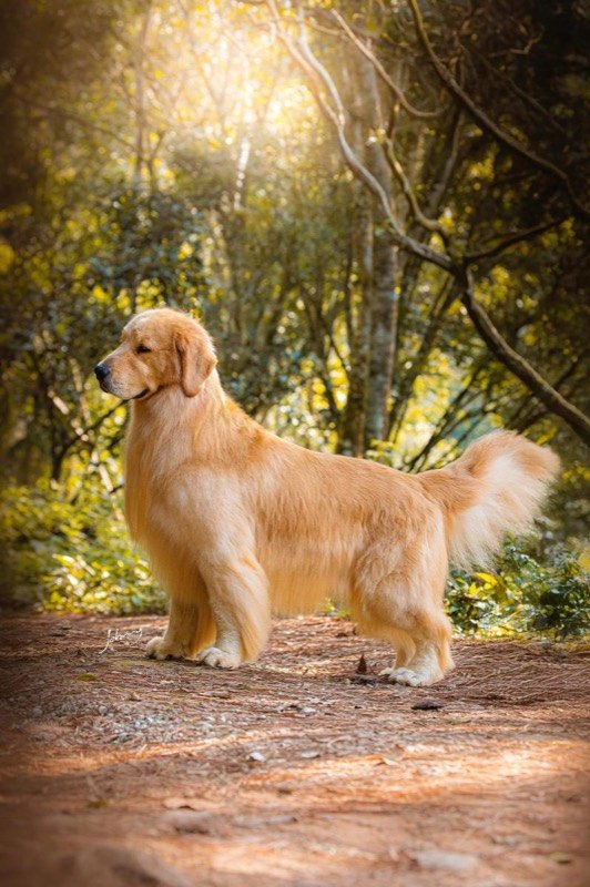 BIG MAC - Golden Retriever de elite no Canil Effect Golden