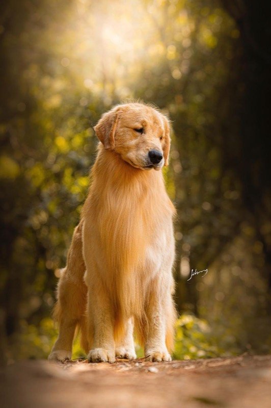 BIG MAC - Golden Retriever de elite no Canil Effect Golden