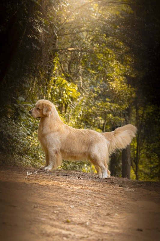 MAMBO - Golden Retriever de elite no Canil Effect Golden
