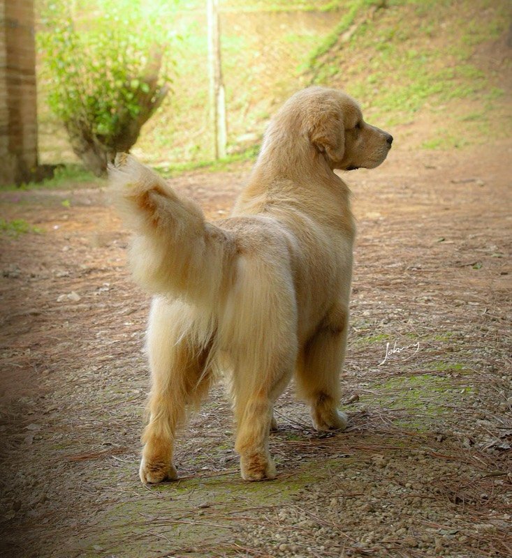 MAMBO - Golden Retriever de elite no Canil Effect Golden