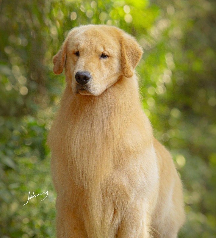 MCLOVIN - Golden Retriever de elite no Canil Effect Golden