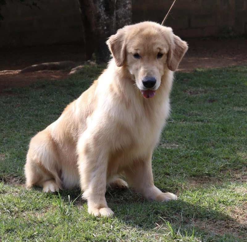FELÍCIA - Golden Retriever de elite no Canil Effect Golden