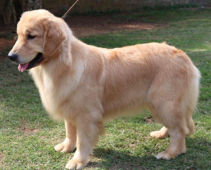 FELÍCIA - Golden Retriever de elite no Canil Effect Golden