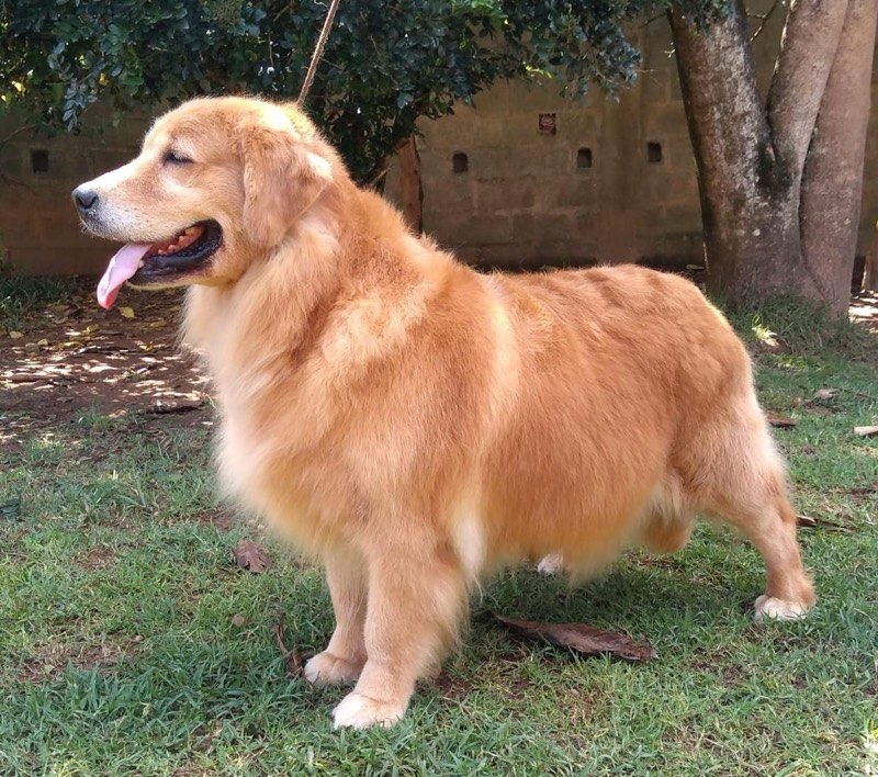 LOLLA - Golden Retriever de elite no Canil Effect Golden