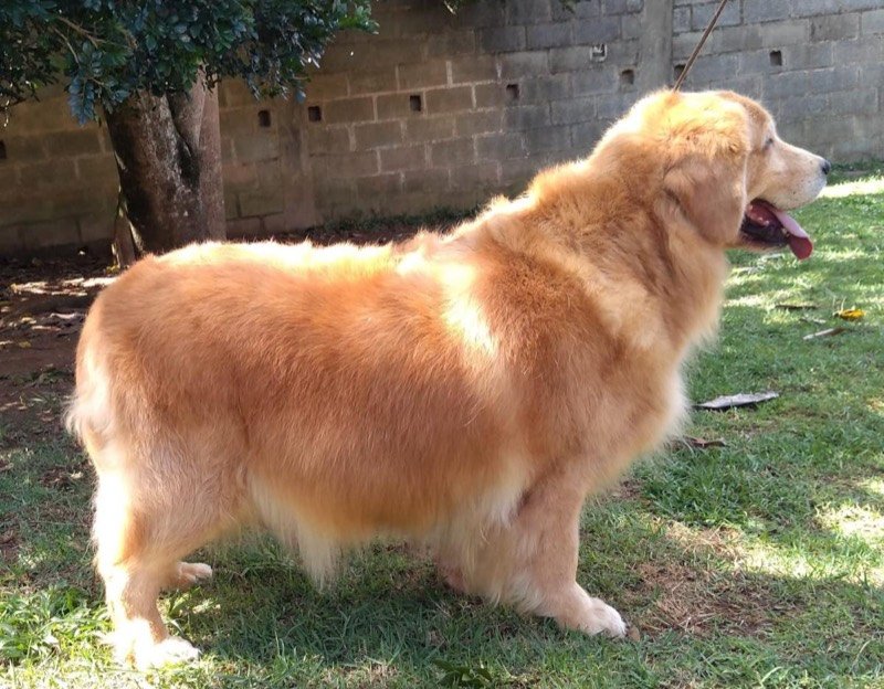 LOLLA - Golden Retriever de elite no Canil Effect Golden
