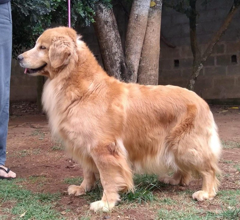 MAROCK - Golden Retriever de elite no Canil Effect Golden