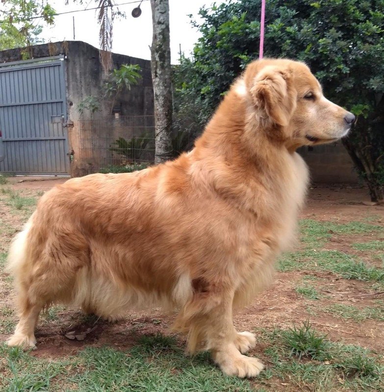 MAROCK - Golden Retriever de elite no Canil Effect Golden