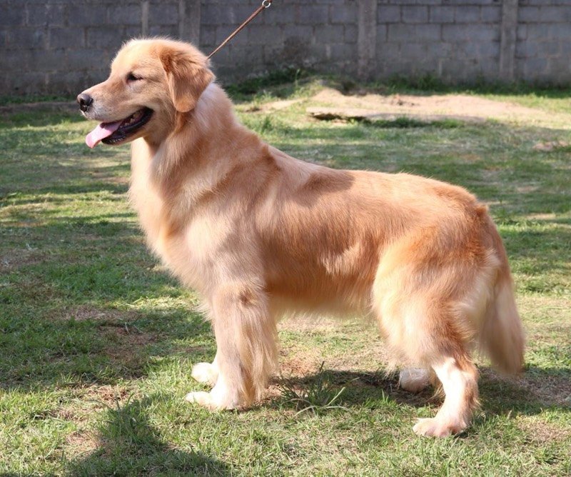 MEL - Golden Retriever de elite no Canil Effect Golden