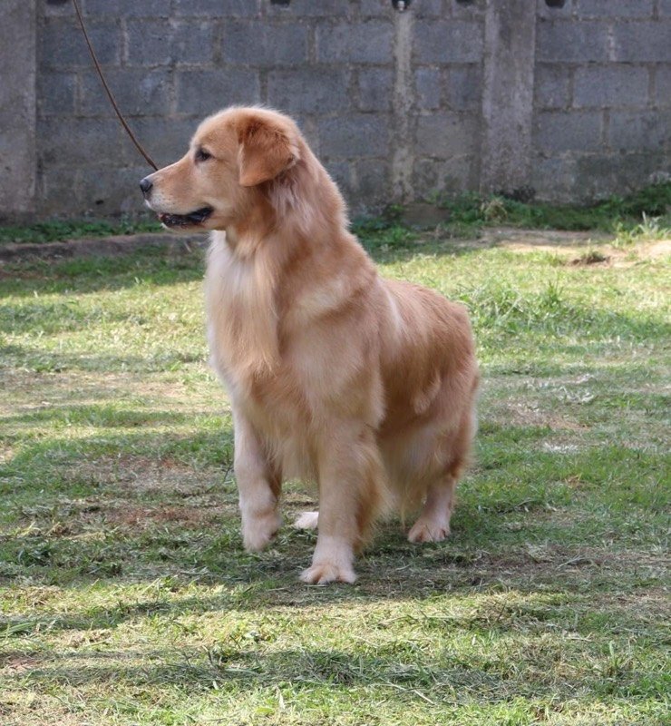 MEL - Golden Retriever de elite no Canil Effect Golden