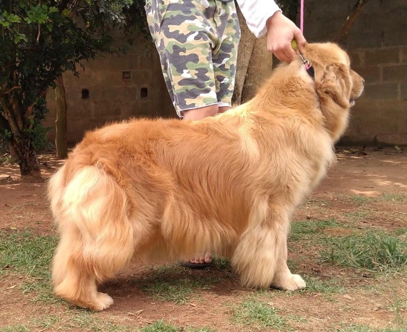 NALLA - Golden Retriever de elite no Canil Effect Golden