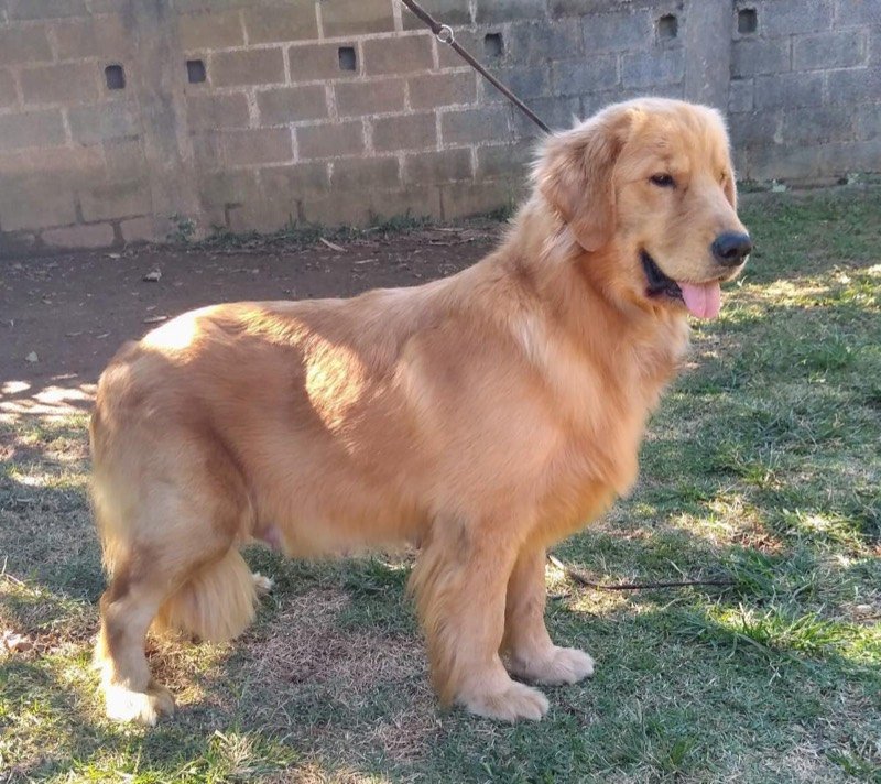 RUFINA - Golden Retriever de elite no Canil Effect Golden