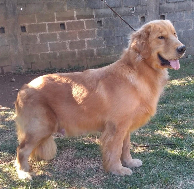 RUFINA - Golden Retriever de elite no Canil Effect Golden