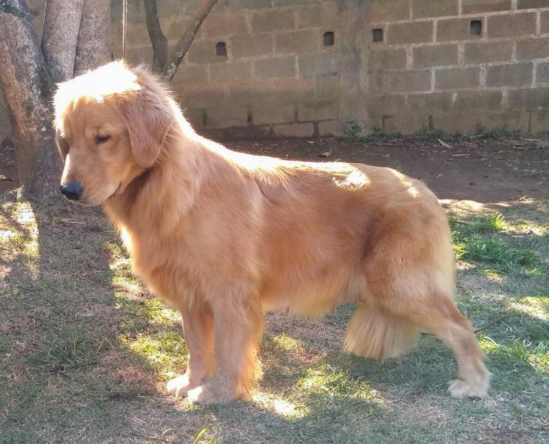 RUFINA - Golden Retriever de elite no Canil Effect Golden