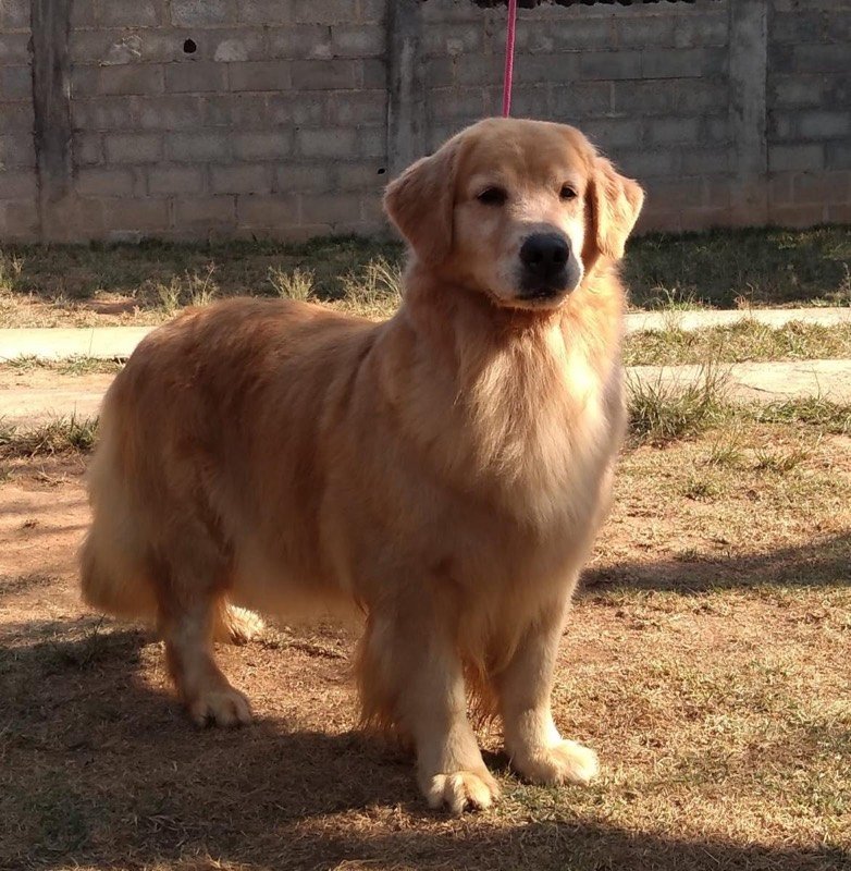 SONORA - Golden Retriever de elite no Canil Effect Golden