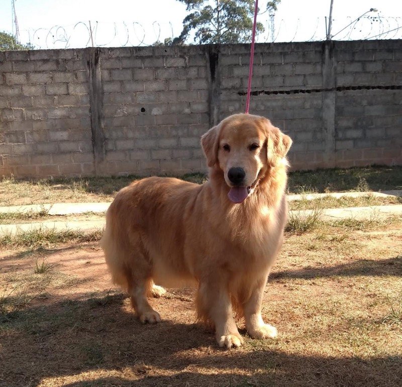 SONORA - Golden Retriever de elite no Canil Effect Golden