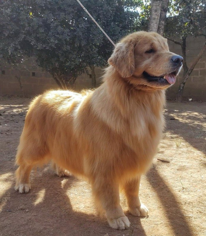 STARS - Golden Retriever de elite no Canil Effect Golden