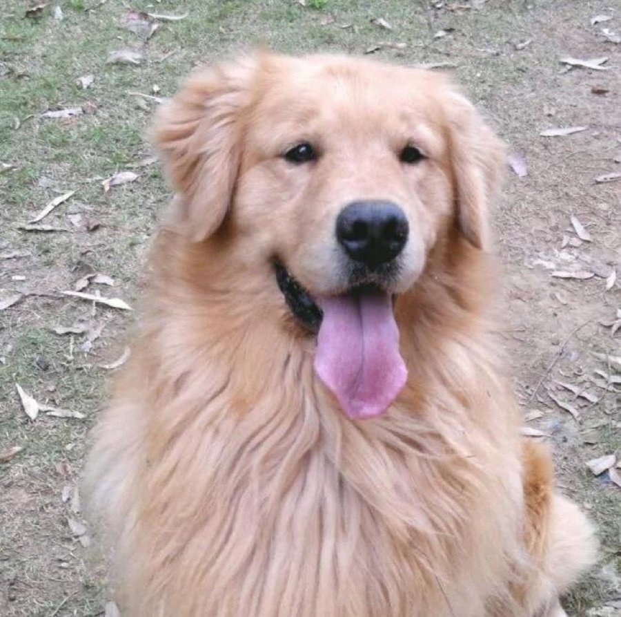 Nossa História - Criador do Canil Effect Golden com o cão Golden Retriever Shaman