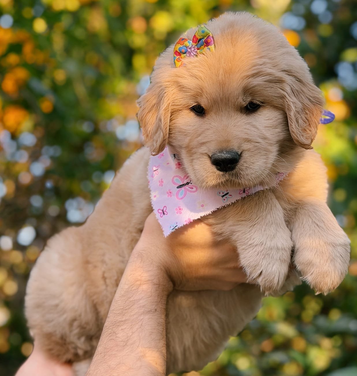 Filhote de Golden Retriever de elite no Canil Effect Golden